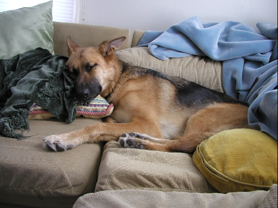 Yes, our dogs are spoiled.

<p>We rescued Gaia out of a shelter down in Georgia.  She was tied up outside all of the time.  Now that she's allowed inside, (and up on the old couch) she's decided she likes her creature comforts.